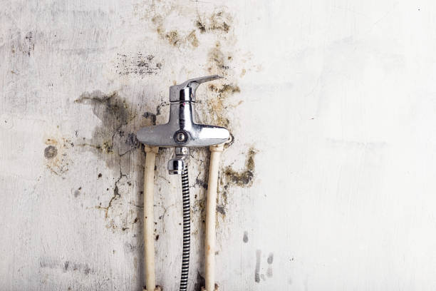 Best Commercial Mold Remediation in Heidelberg, TX