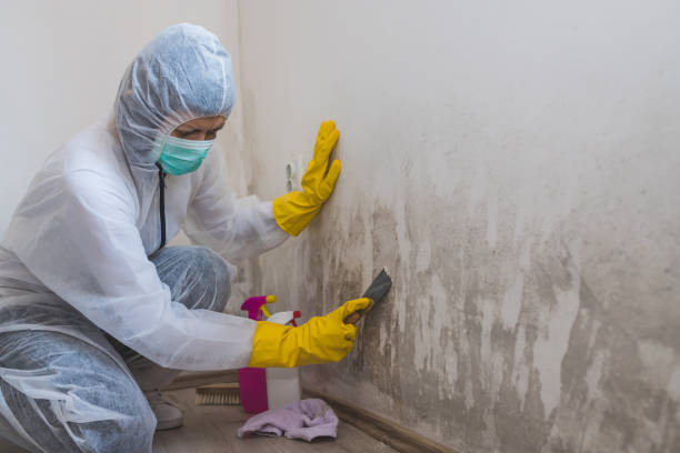 Best Kitchen Mold Remediation in Heidelberg, TX