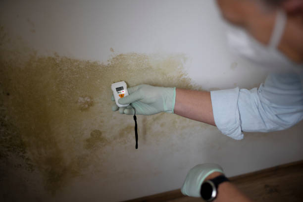 Best Black Mold Remediation in Heidelberg, TX