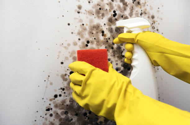 Best Mold Remediation for Specific Building Types in Heidelberg, TX