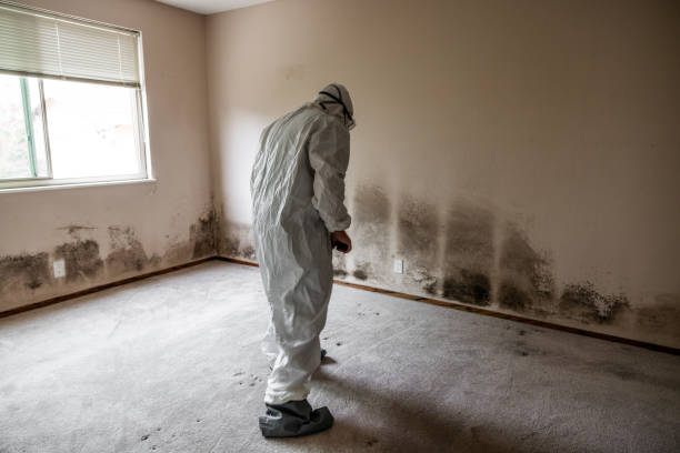 Best Basement Mold Remediation in Heidelberg, TX