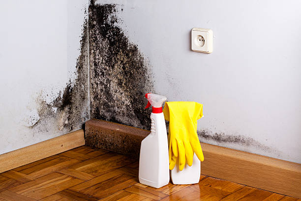 Best DIY Mold Remediation Support Services in Heidelberg, TX