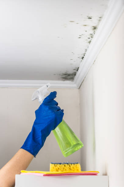 Best Post-Flood Mold Remediation in Heidelberg, TX